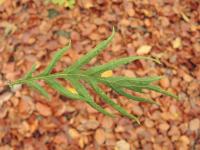 Dub letní 'Pectinata' (Quercus robur)