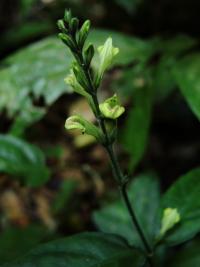 Justície (Justicia sumatrana)