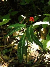 Aglaonema (Aglaonema pictum)