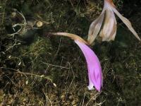 Pleionka 'Barcena' (Pleione)