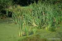 Orobinec širokolistý (Typha latifolia)