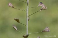 Kokoška pastuší tobolka (Capsella bursa-pastoris)