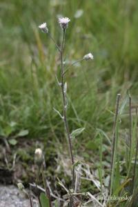 Turan ostrý (Erigeron acris)