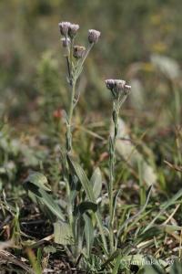 Turan ostrý (Erigeron acris)