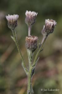 Turan ostrý (Erigeron acris)