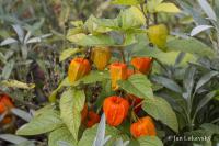 Mochyně židovská (Physalis alkekengi)