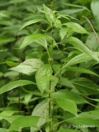 Drnavec lékařský (Parietaria officinalis)