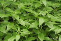 Drnavec lékařský (Parietaria officinalis)