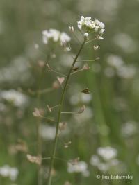 Kokoška pastuší tobolka (Capsella bursa-pastoris)