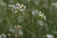 Kokoška pastuší tobolka (Capsella bursa-pastoris)