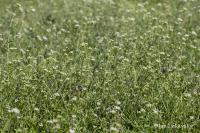 Kokoška pastuší tobolka (Capsella bursa-pastoris)
