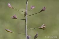 Kokoška pastuší tobolka (Capsella bursa-pastoris)