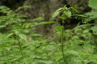 Drnavec lékařský (Parietaria officinalis)