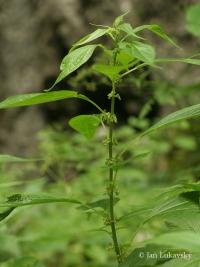 Drnavec lékařský (Parietaria officinalis)