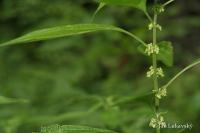Drnavec lékařský (Parietaria officinalis)