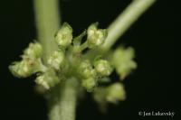 Drnavec lékařský (Parietaria officinalis)