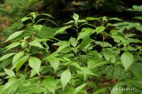 Drnavec lékařský (Parietaria officinalis)