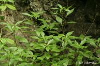 Drnavec lékařský (Parietaria officinalis)