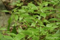 Drnavec lékařský (Parietaria officinalis)