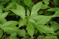 Drnavec lékařský (Parietaria officinalis)