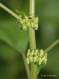Drnavec lékařský (Parietaria officinalis)