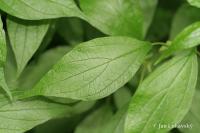 Drnavec lékařský (Parietaria officinalis)