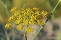 Fenykl obecný (Foeniculum vulgare) Fenykl obecný (Foeniculum vulgare)
