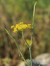 Fenykl obecný (Foeniculum vulgare) Fenykl obecný (Foeniculum vulgare)
