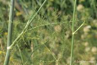 Fenykl obecný (Foeniculum vulgare) Fenykl obecný (Foeniculum vulgare)