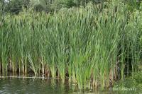 Orobinec širokolistý (Typha latifolia)