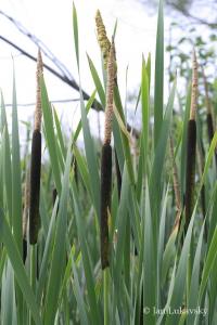 Orobinec širokolistý (Typha latifolia)