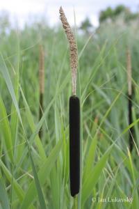 Orobinec širokolistý (Typha latifolia)