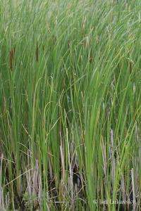 Orobinec širokolistý (Typha latifolia)