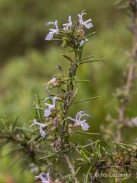 Rozmarýna lékařská (Rosmarinus officinalis) Rozmarýna lékařská (Rosmarinus officinalis)