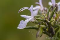 Rozmarýna lékařská (Rosmarinus officinalis) Rozmarýna lékařská (Rosmarinus officinalis)
