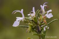 Rozmarýna lékařská (Rosmarinus officinalis) Rozmarýna lékařská (Rosmarinus officinalis)