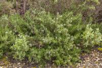 Rozmarýna lékařská (Rosmarinus officinalis) Rozmarýna lékařská (Rosmarinus officinalis)