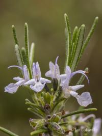 Rozmarýna lékařská (Rosmarinus officinalis) Rozmarýna lékařská (Rosmarinus officinalis)