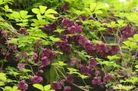 Akébie pětičetná (Akebia quinata)