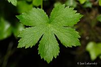 Jarmanka (Astrantia carniolica)
