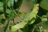 Javor Bornmüllerův (Acer x bornmuelleri)