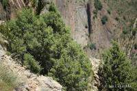 Jalovec fénický (Juniperus phoenicea)