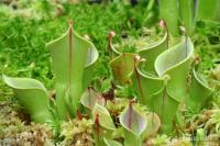 Heliamfora (Heliamphora minor)