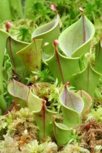 Heliamfora (Heliamphora minor)