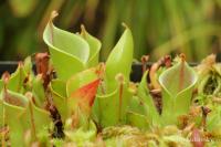 Heliamfora (Heliamphora minor)