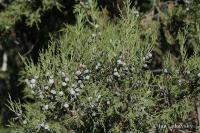 Jalovec ztepilý (Juniperus excelsa)