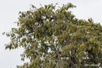 Jalovec cedrovitý (Juniperus cedrus)