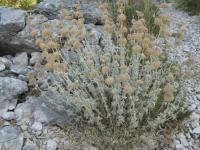 Jablečník vlnatý (Marrubium incanum)