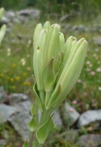 Lilie bělostná (Lilium candidum) Lilie bělostná (Lilium candidum)