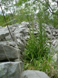 Lilie bělostná (Lilium candidum) Lilie bělostná (Lilium candidum)